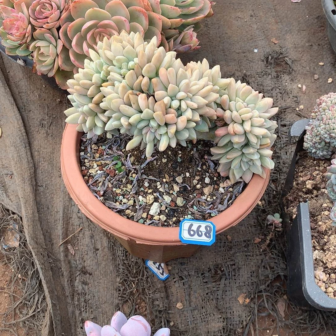 668淡雪缀 一物一拍多肉