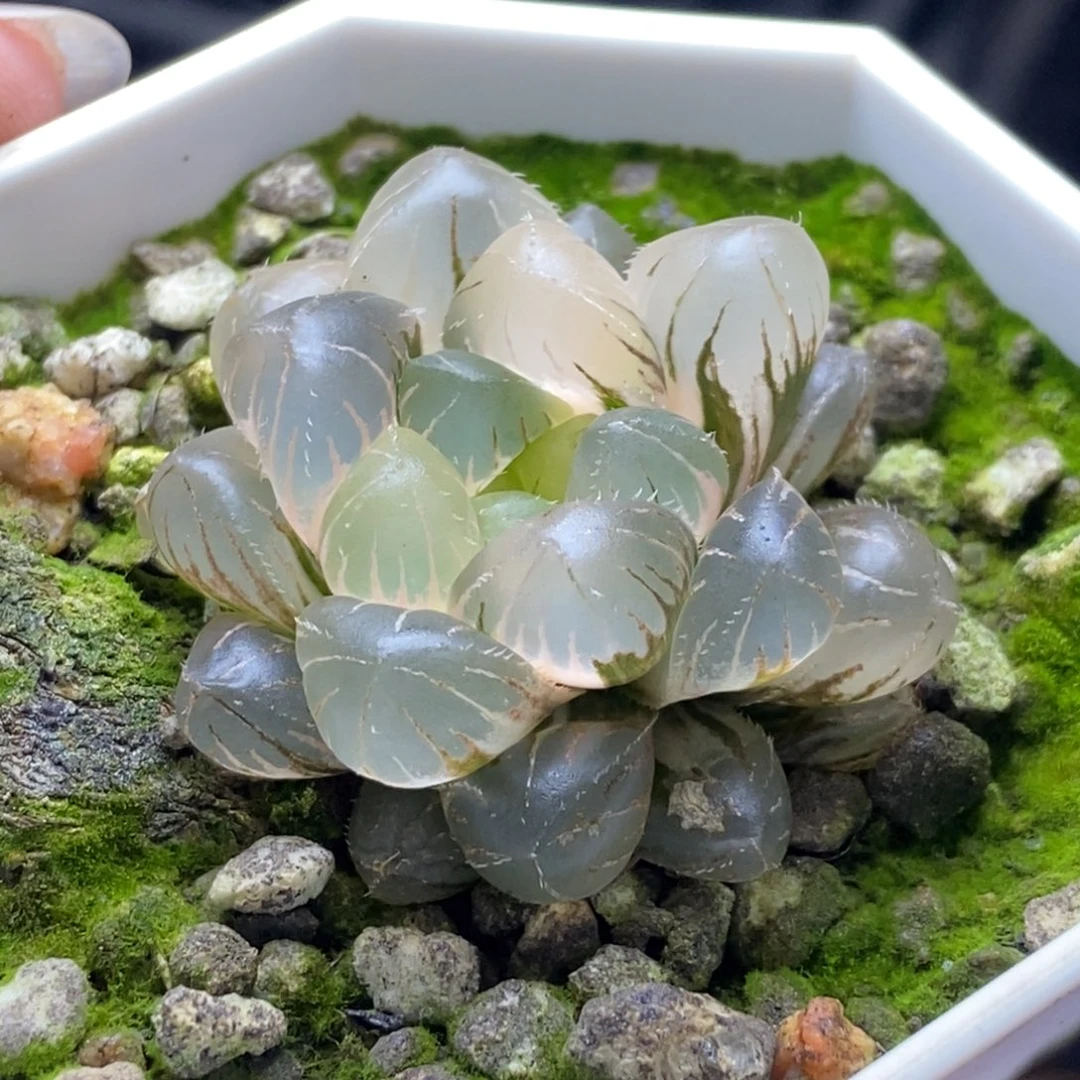 实生极上斑玉露锦一物一拍