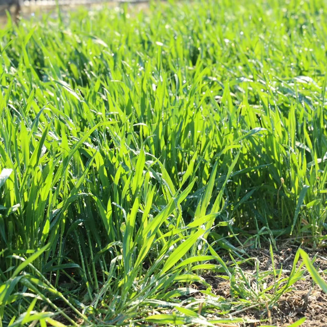 新鲜小麦草荷兰猪兔子豚鼠食物现割现发新鲜小麦草