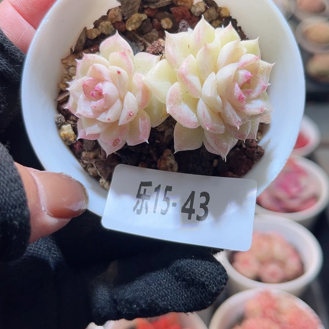 乐15-43 白天鹅双头