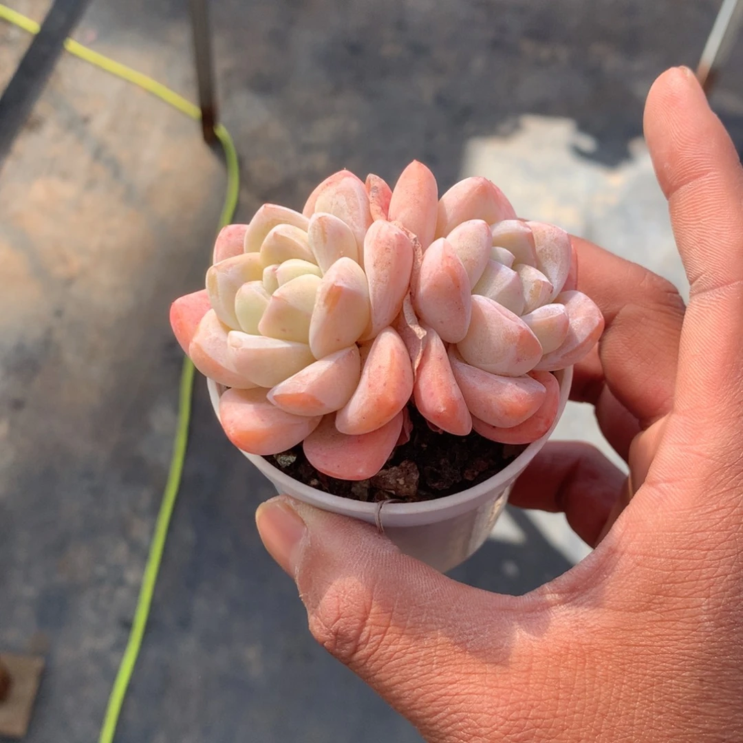 人工增水系统在国内已经应用