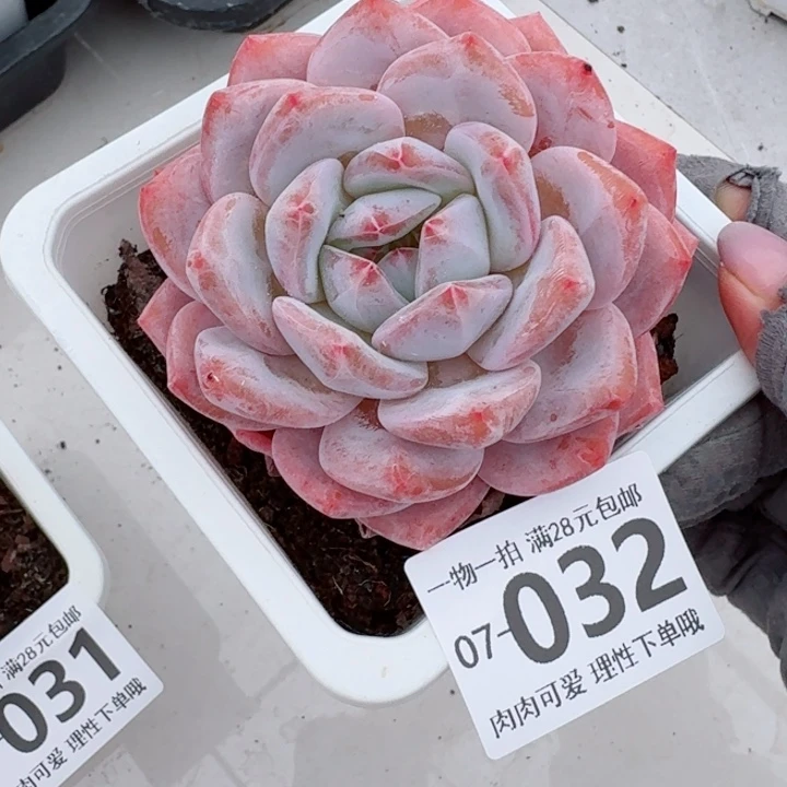 橙梦露无盆土发货无