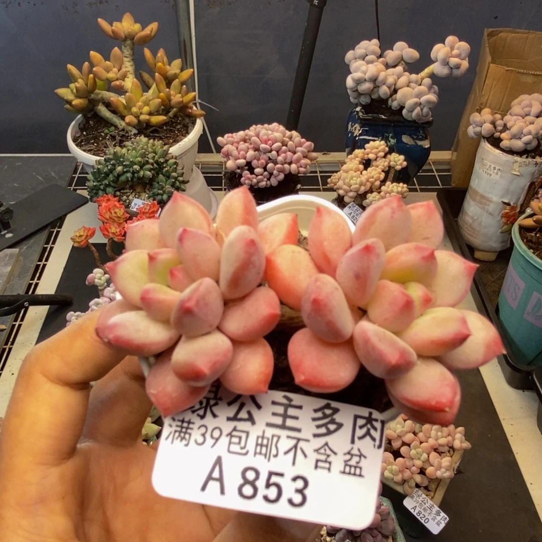 853丽芙美人多肉6c m