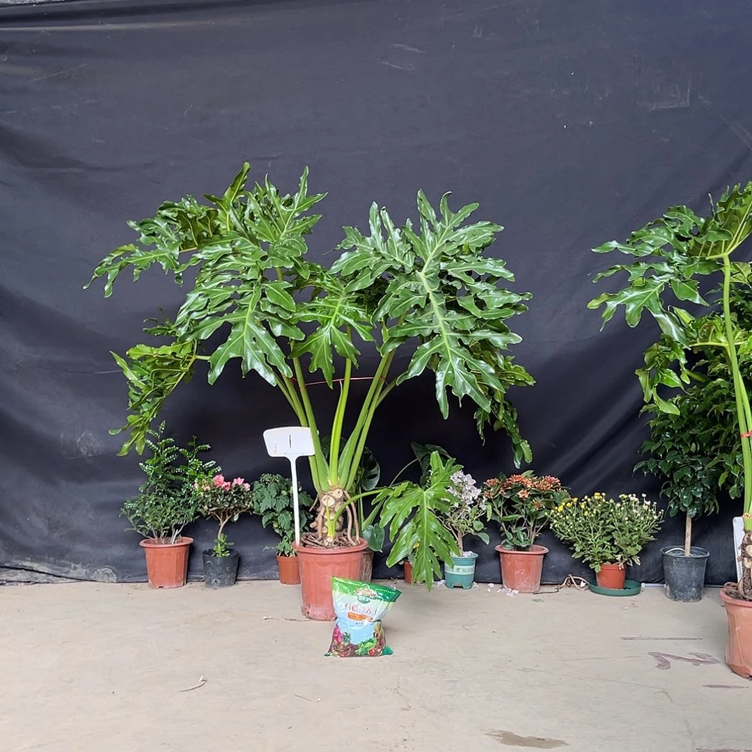 不开花植物一物一拍 单独绿植。一包营养土