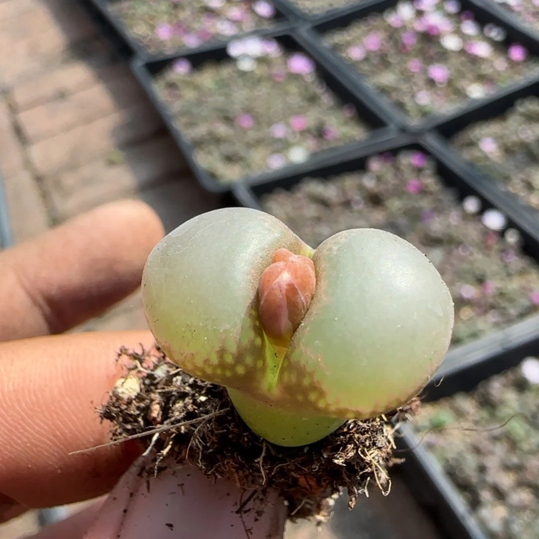白窗大翻窗12号福利风铃