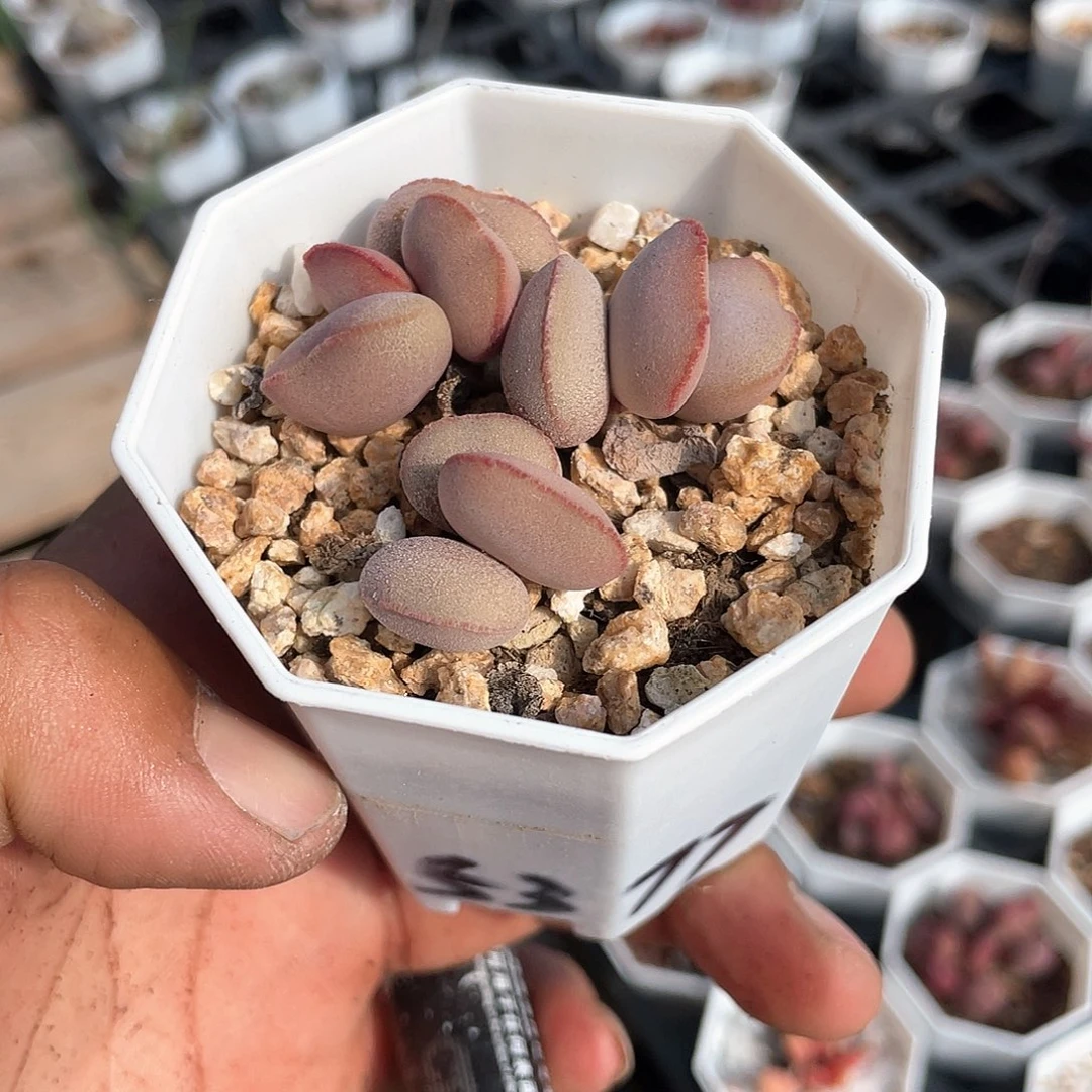 桂*优惠优惠三头红蛋带盆发货