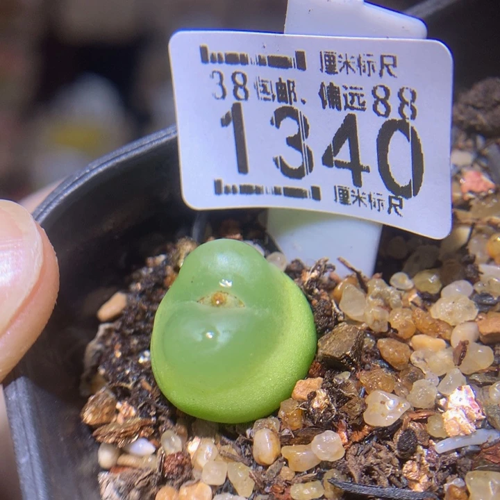 zzz精品生石花1340