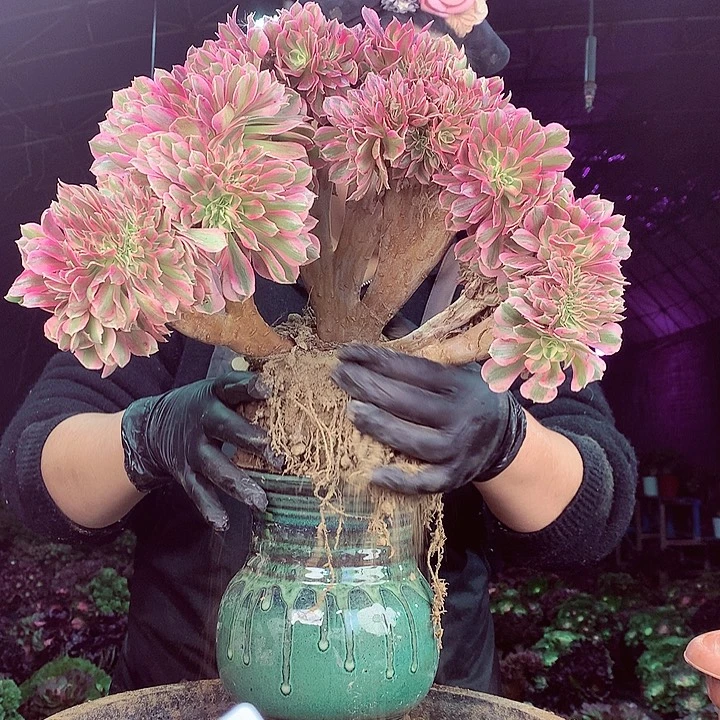 柒柒精品多肉脱土发货不包断侧枝S12