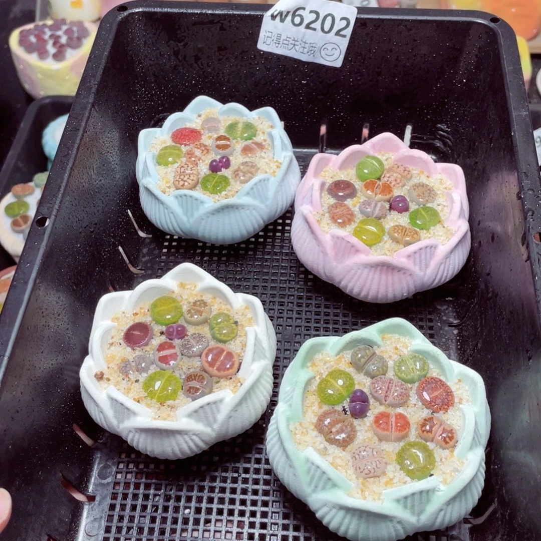 w6202莲花速干盆一份一盆量拍