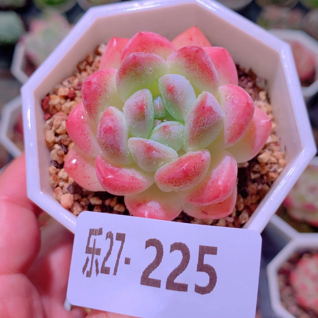 乐然27-225 刚毅单头