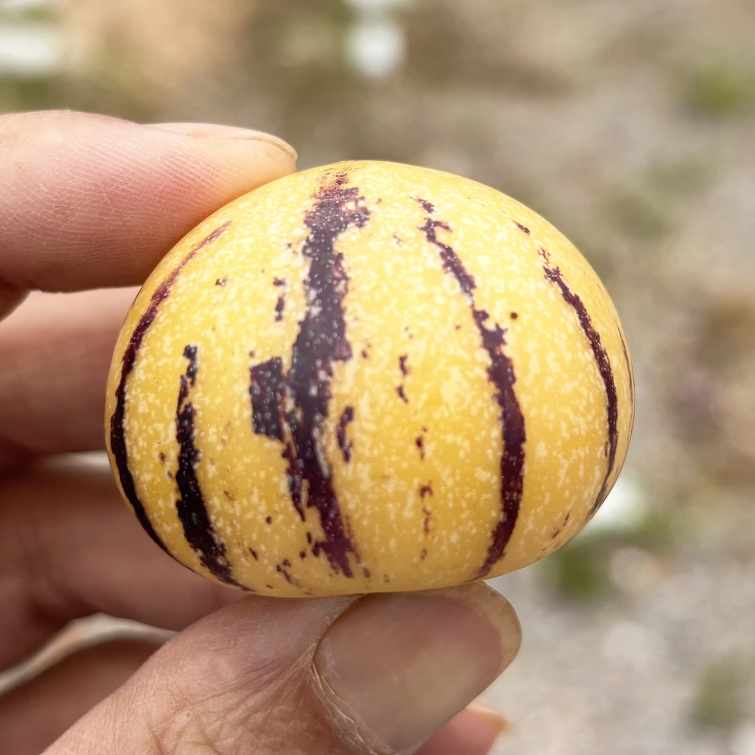 【云果滇香小果】正宗石林黄心人参果软糯清甜爆汁应季水果新鲜采摘