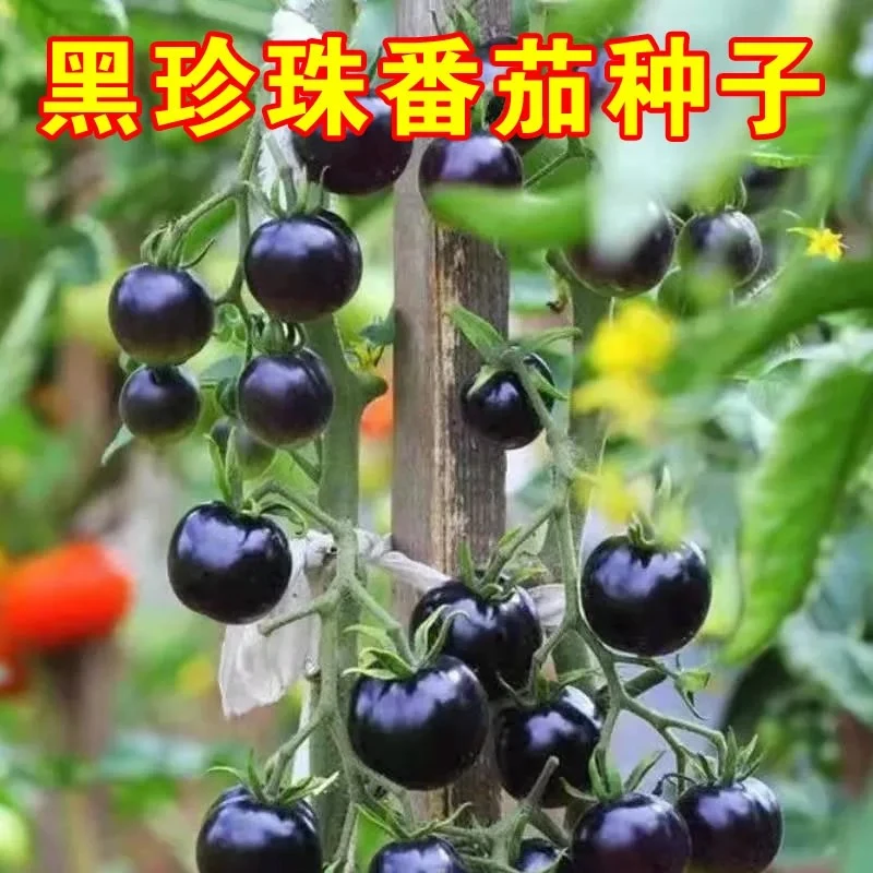 H109黑珍珠番茄圣女果阳台盆栽种子耐热耐寒四季可种