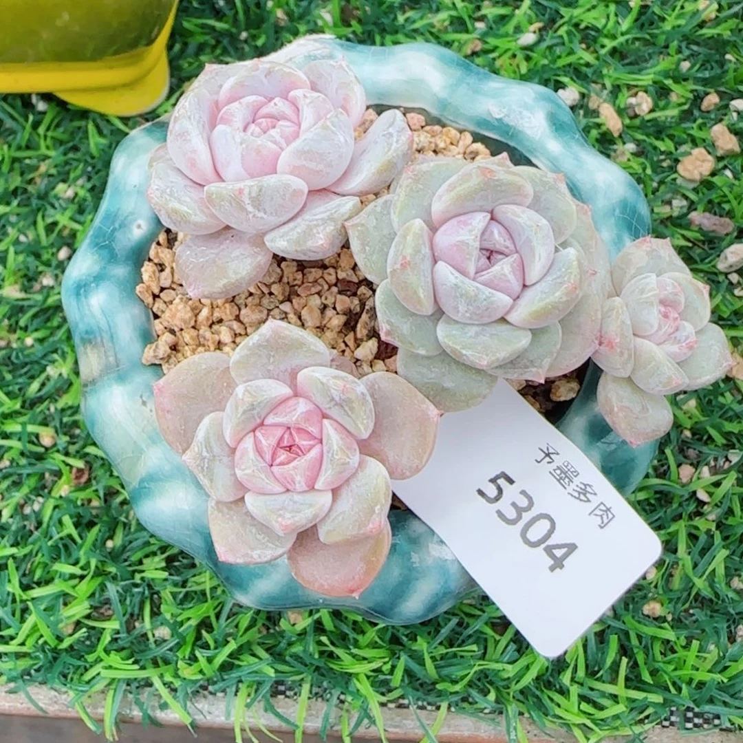 长杆汉堡无砍，5304多肉植物