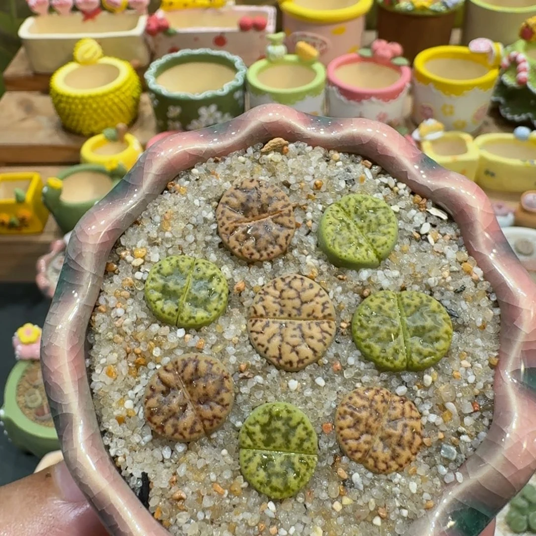 蘑菇1152黄鸣玄彩拼多肉植物