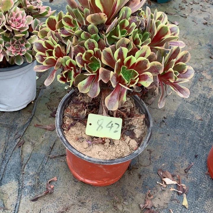 842欧佳丽多肉一物一拍