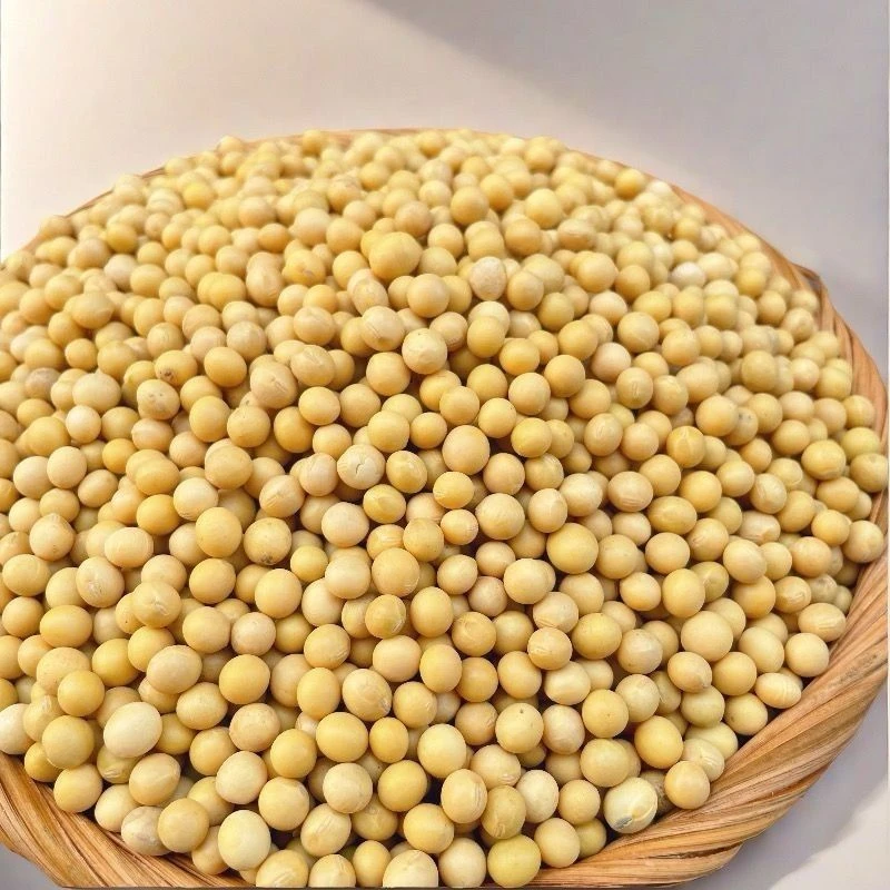 【黄豆】100g/500g东北新鲜黄豆非转基因可搭百合
