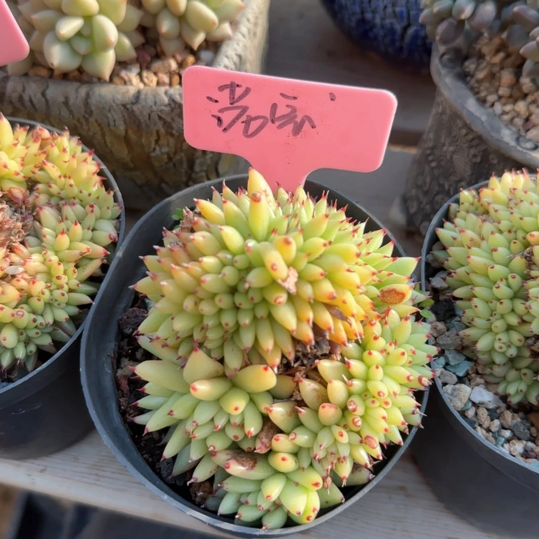 虎鲸缀化五十包邮