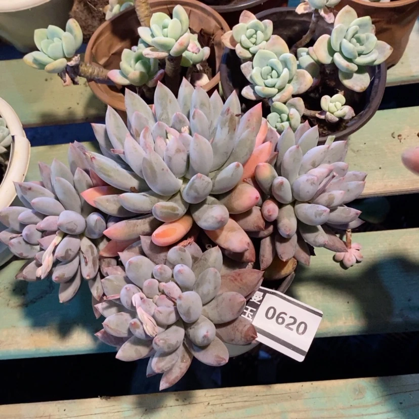 【闪购商品】所罗门0620