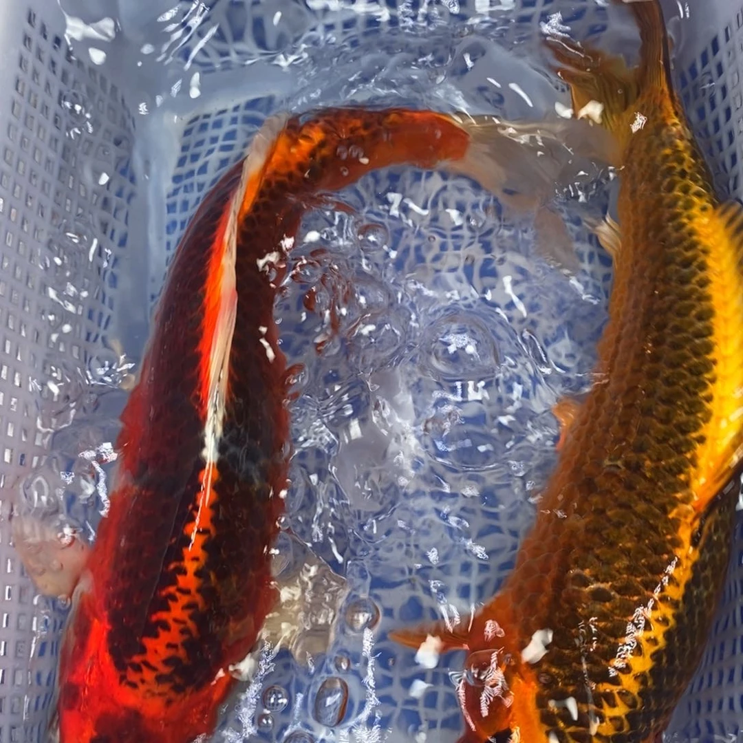 锦鲤冷水锦鲤包邮