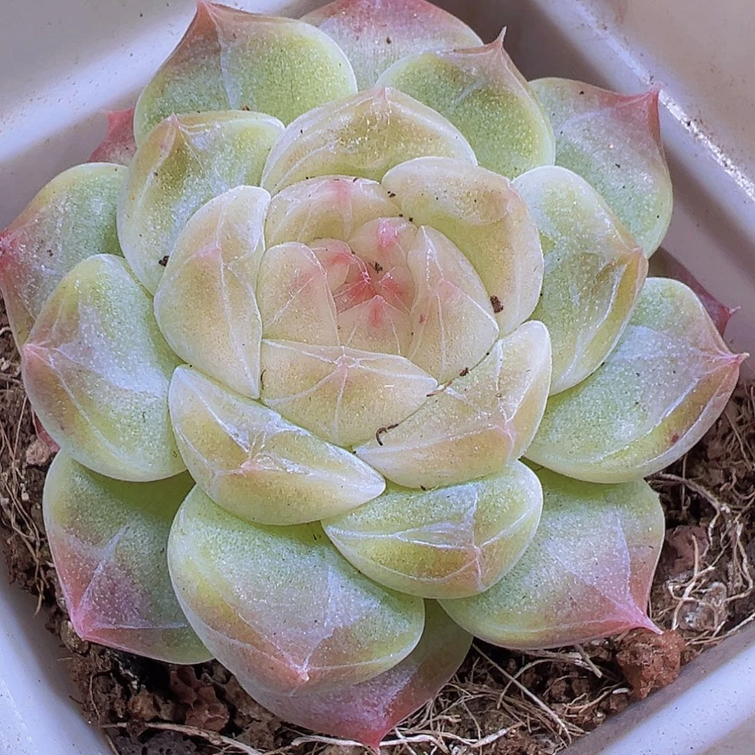 冰雪绒19包邮多肉植物