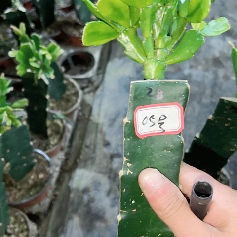 高**云05号带盆028，双重喜悦