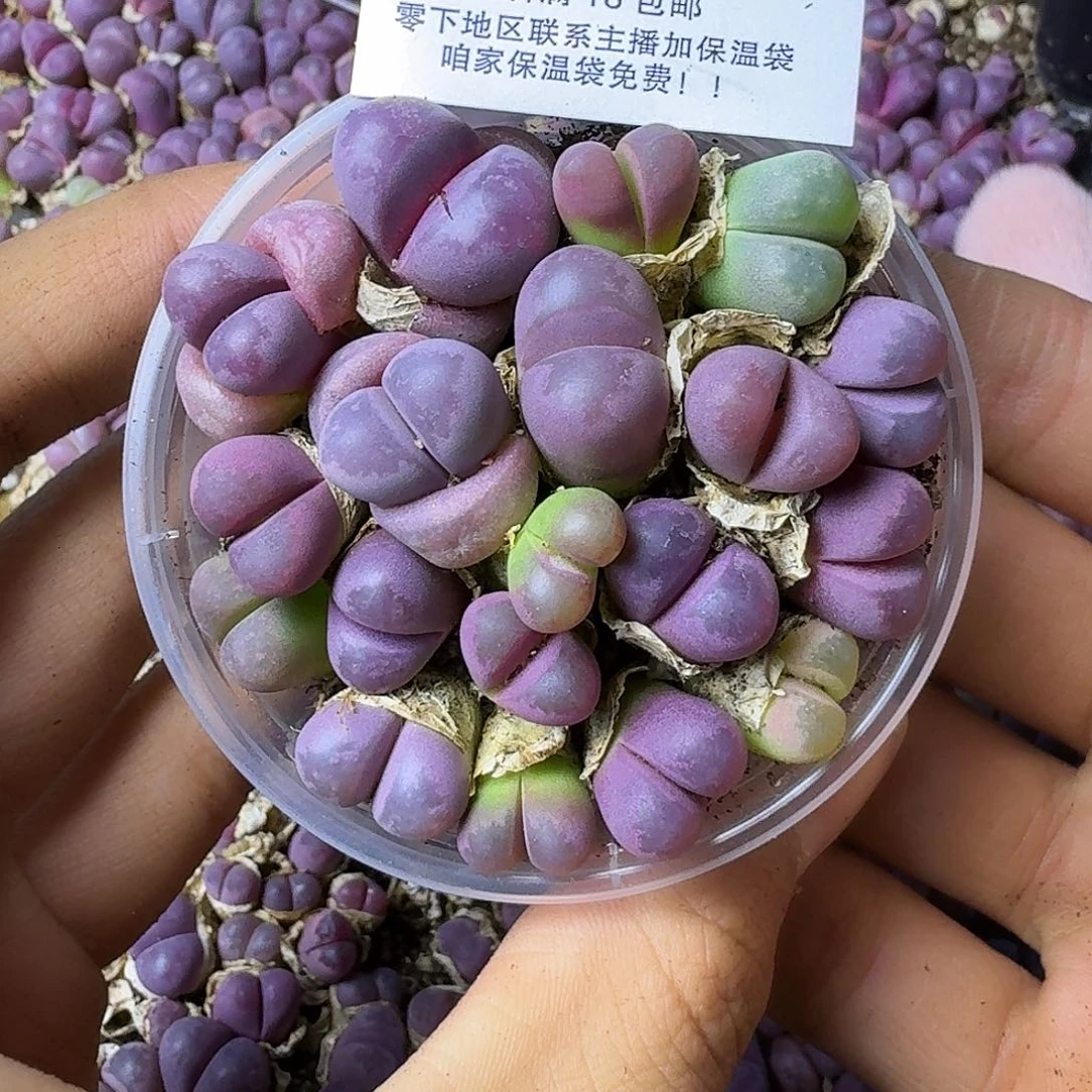 2408 红大内三年母本