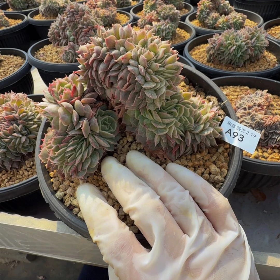 菜*花a a a a a a a a a 93