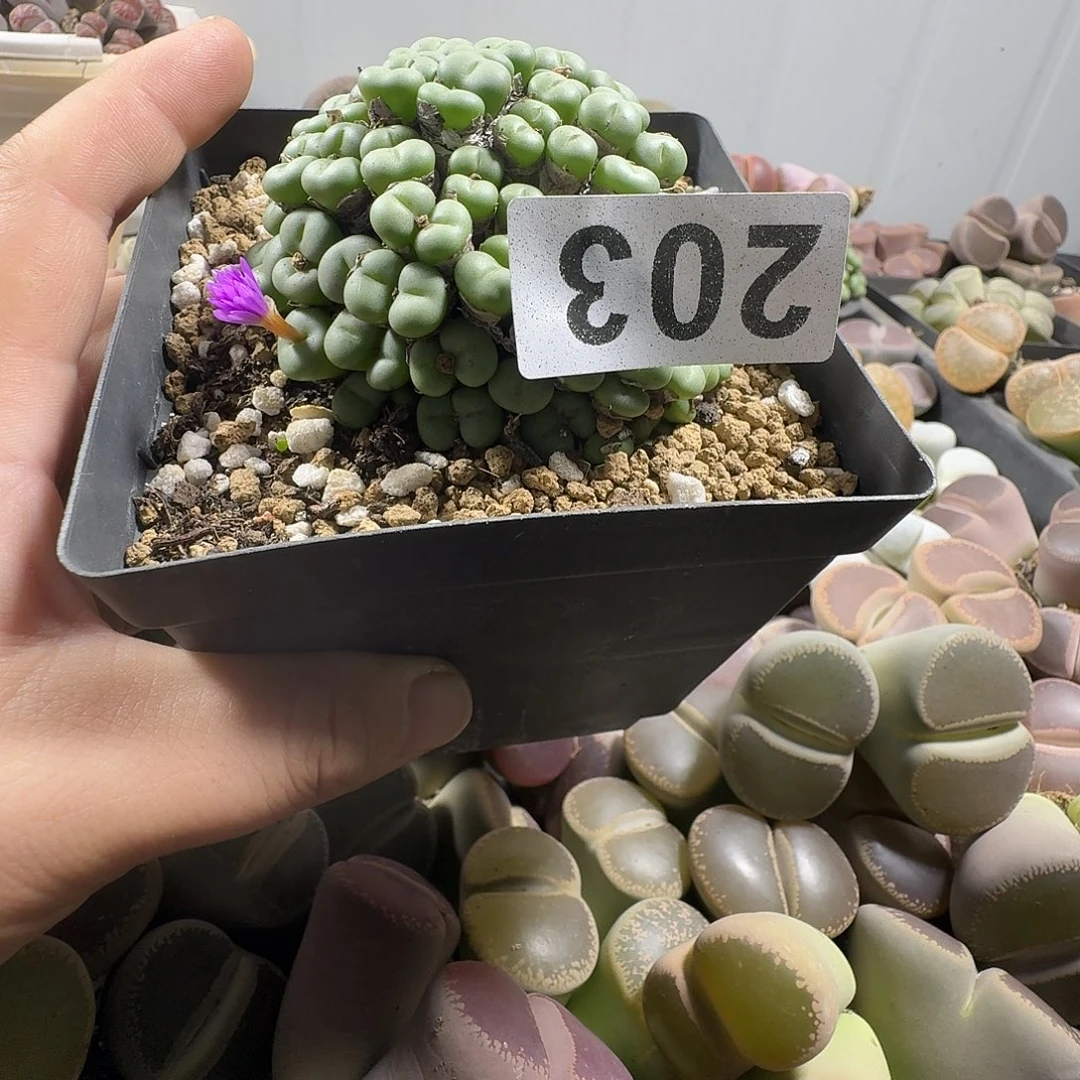 ****涵小饼群生一物一拍203