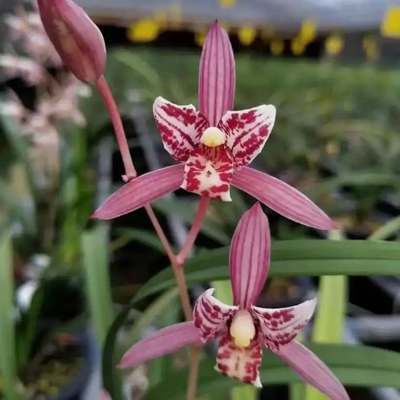 赵鹏推荐--建兰红三星