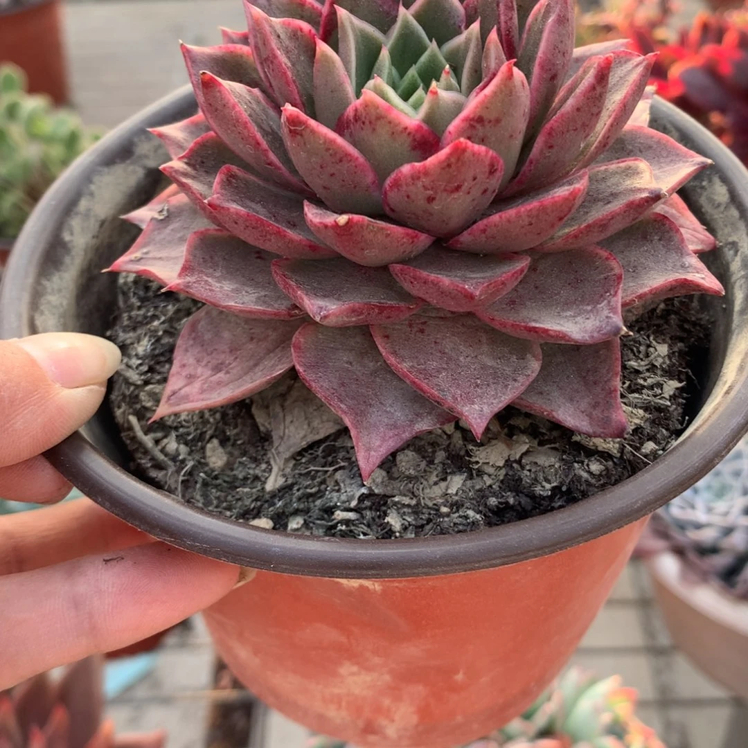 M****.皮皮虾多肉植物单头