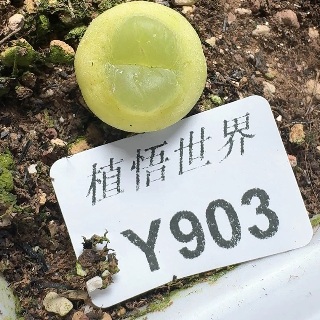 903盒多肉植物哇f f