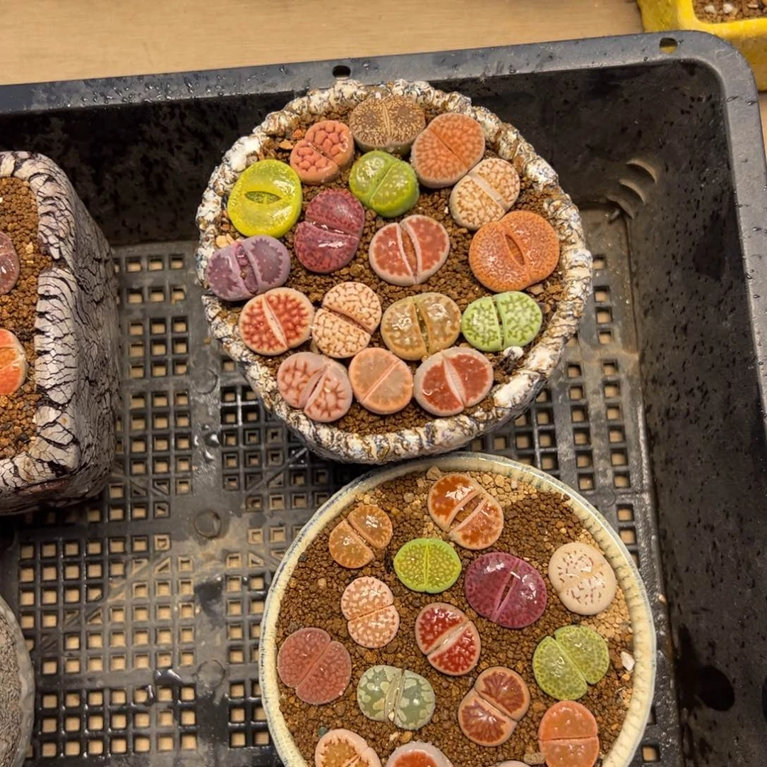 乐*册63多肉植物百科知识