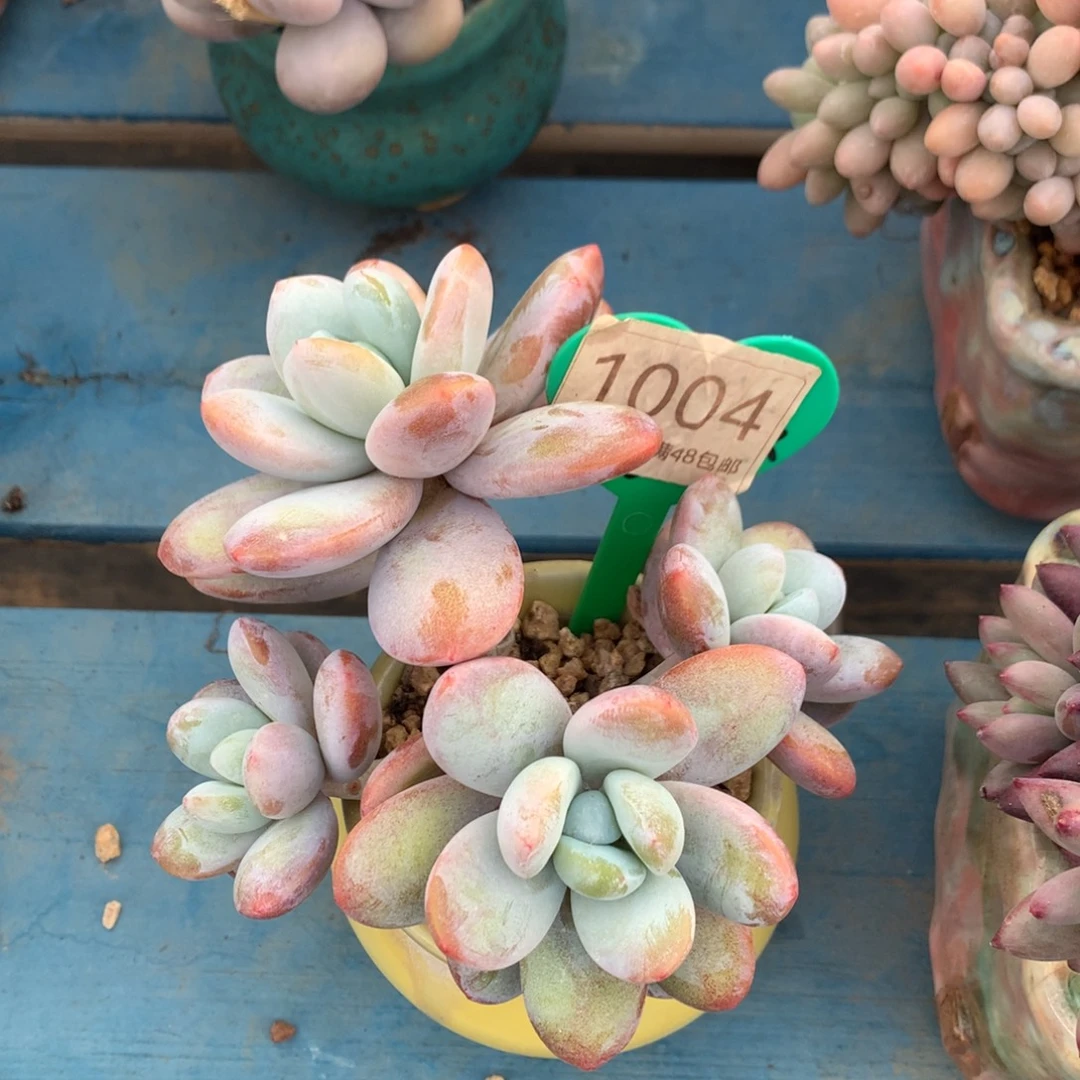 雪美人老桩无砍1004