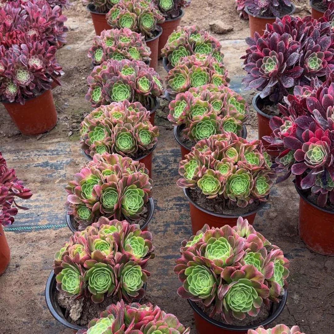 奶白绣球9.9多肉植物