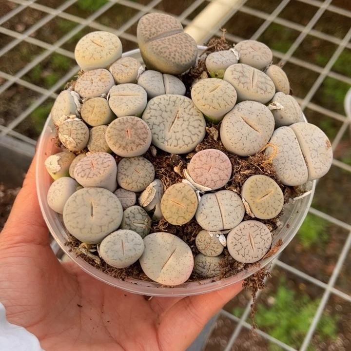 一盒曲88888888888888