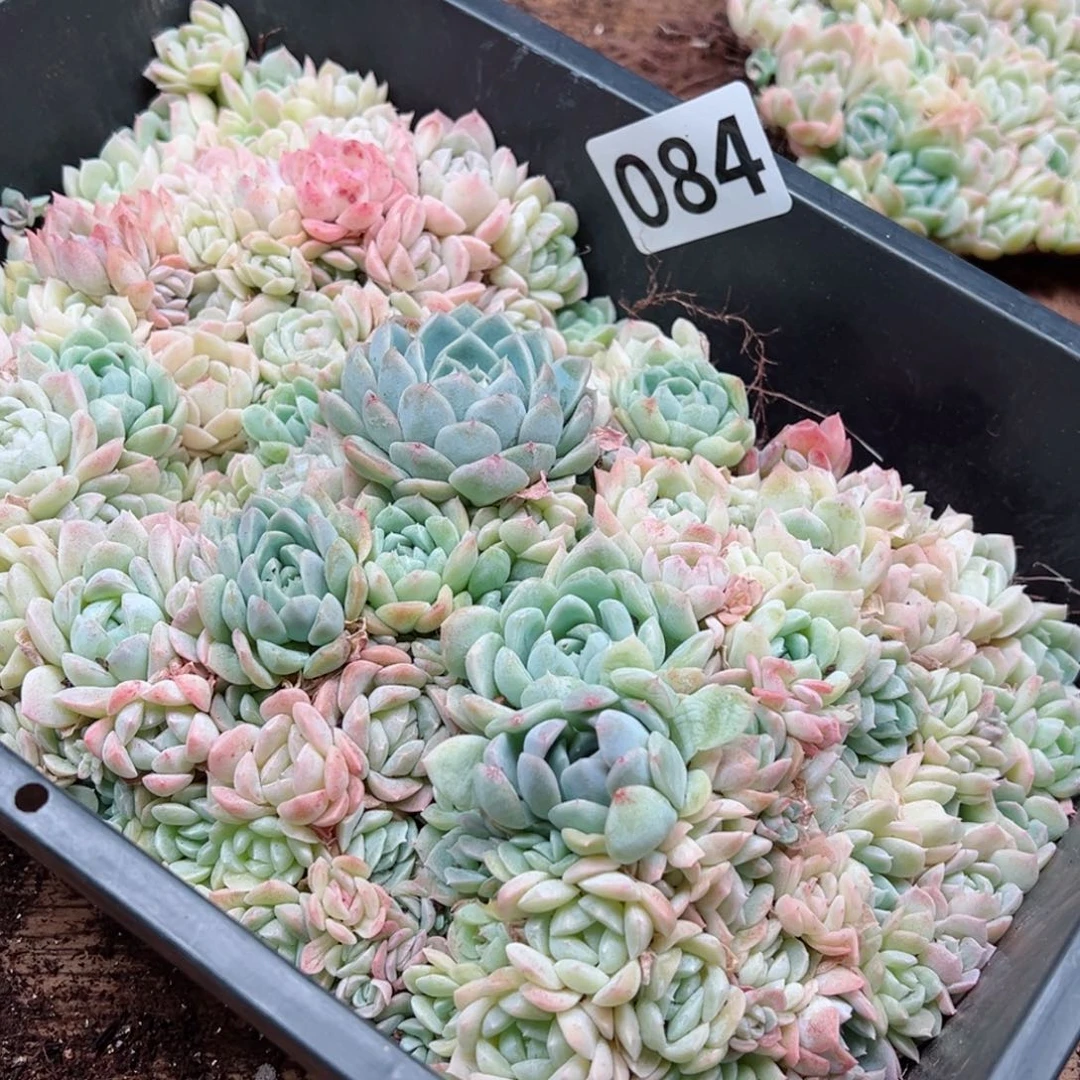 彼*花多肉植物多肉植物