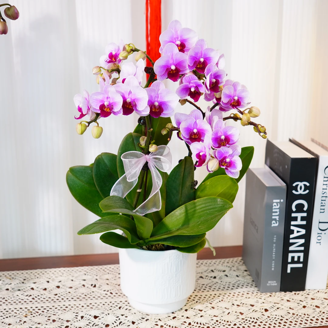 妗画【宝贝】半花 半花苞粉色优雅高贵系列蝴蝶兰 好养基地直发