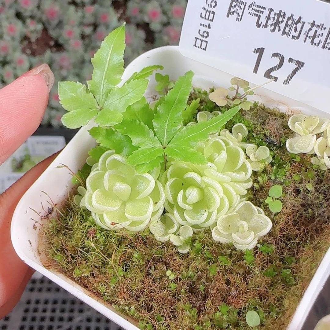 0919---127爱丽丝