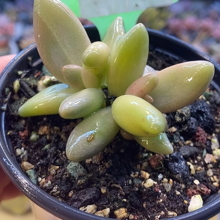 香蕉美人绿拉丝343号的啊啊多肉啊啊