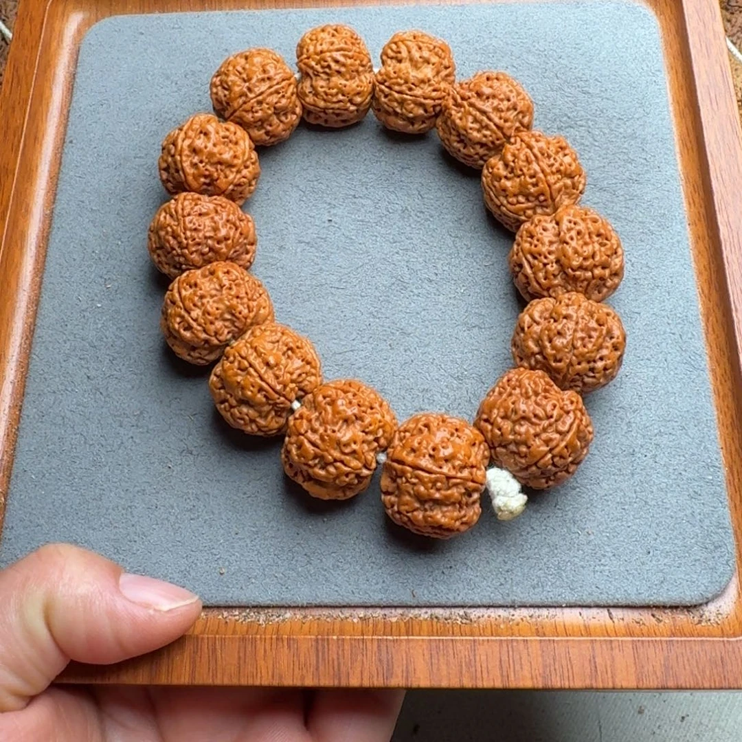 菩提菩提18号尼泊尔大金刚24梅花蜂窝