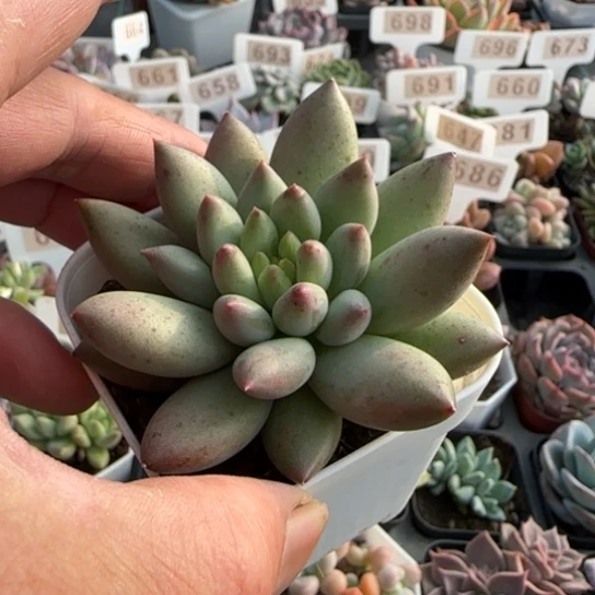 700岩字一物一拍多肉