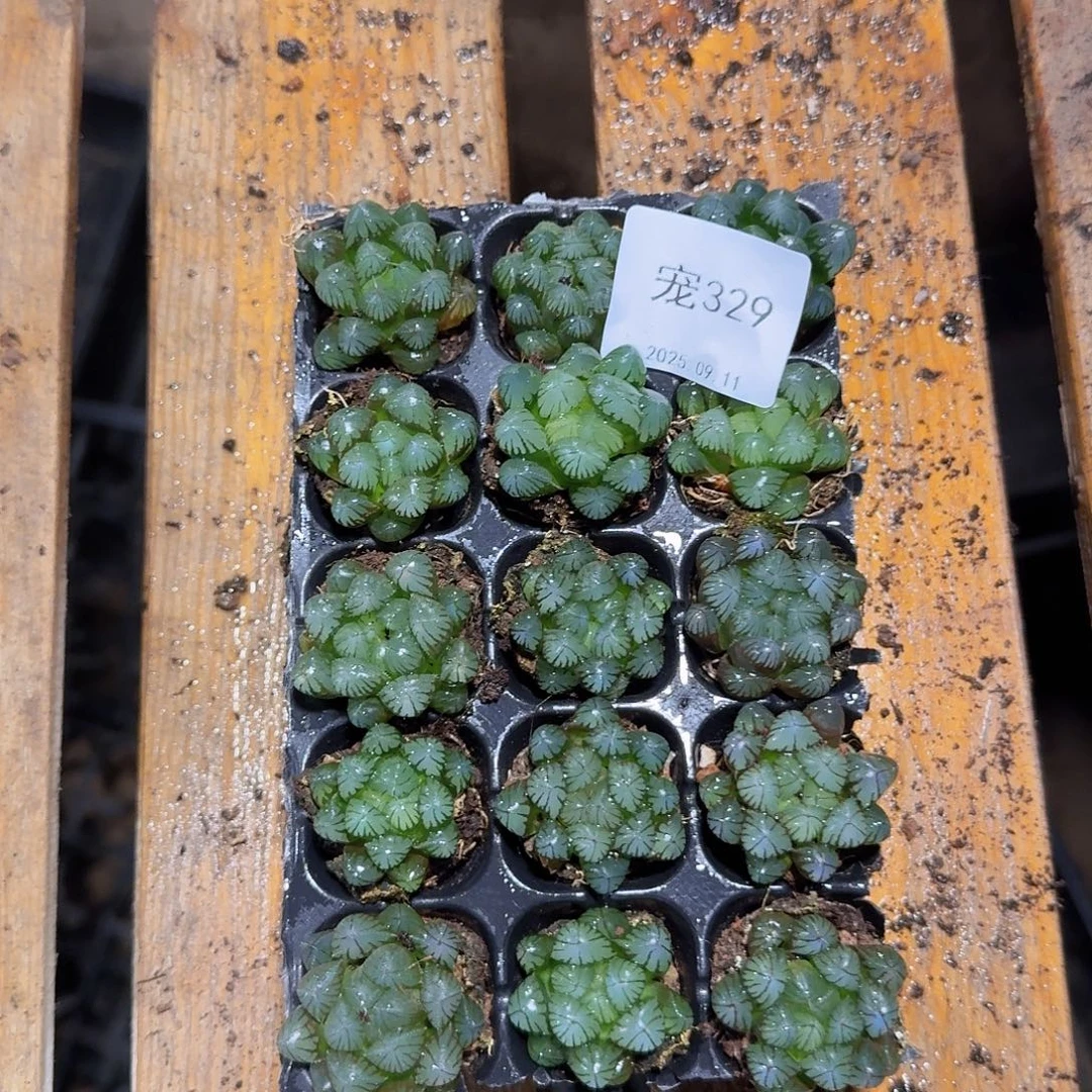 直播福利一物一拍329