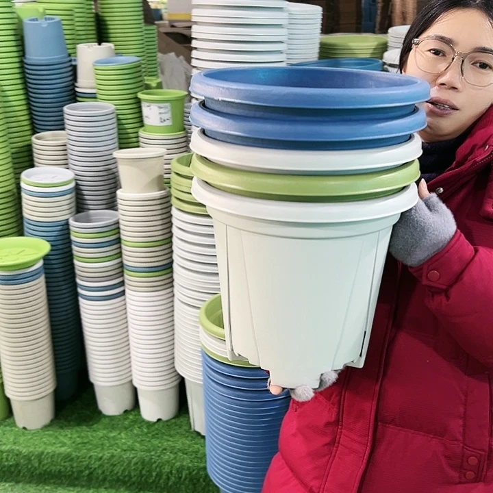 正品青山口32高28灰白色无托5只