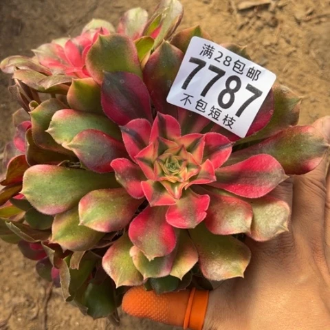 香妃多肉植物法师7787