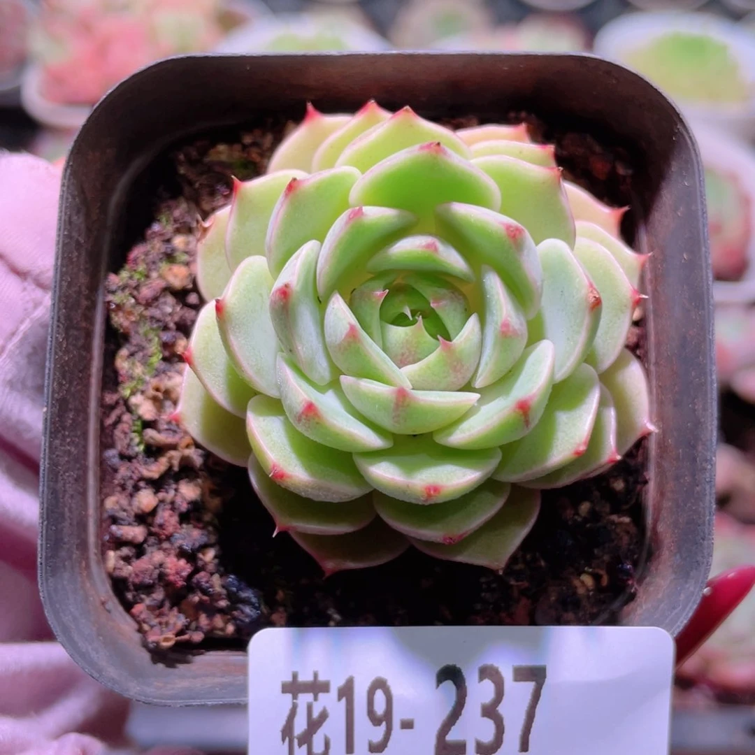 花利美19-237苯巴蒂斯