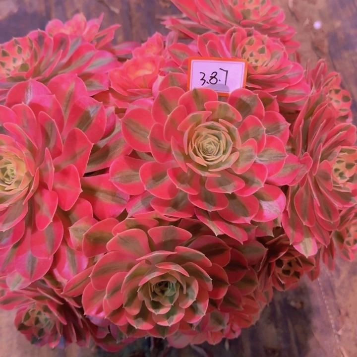 小**子多肉粉女女3.8.7