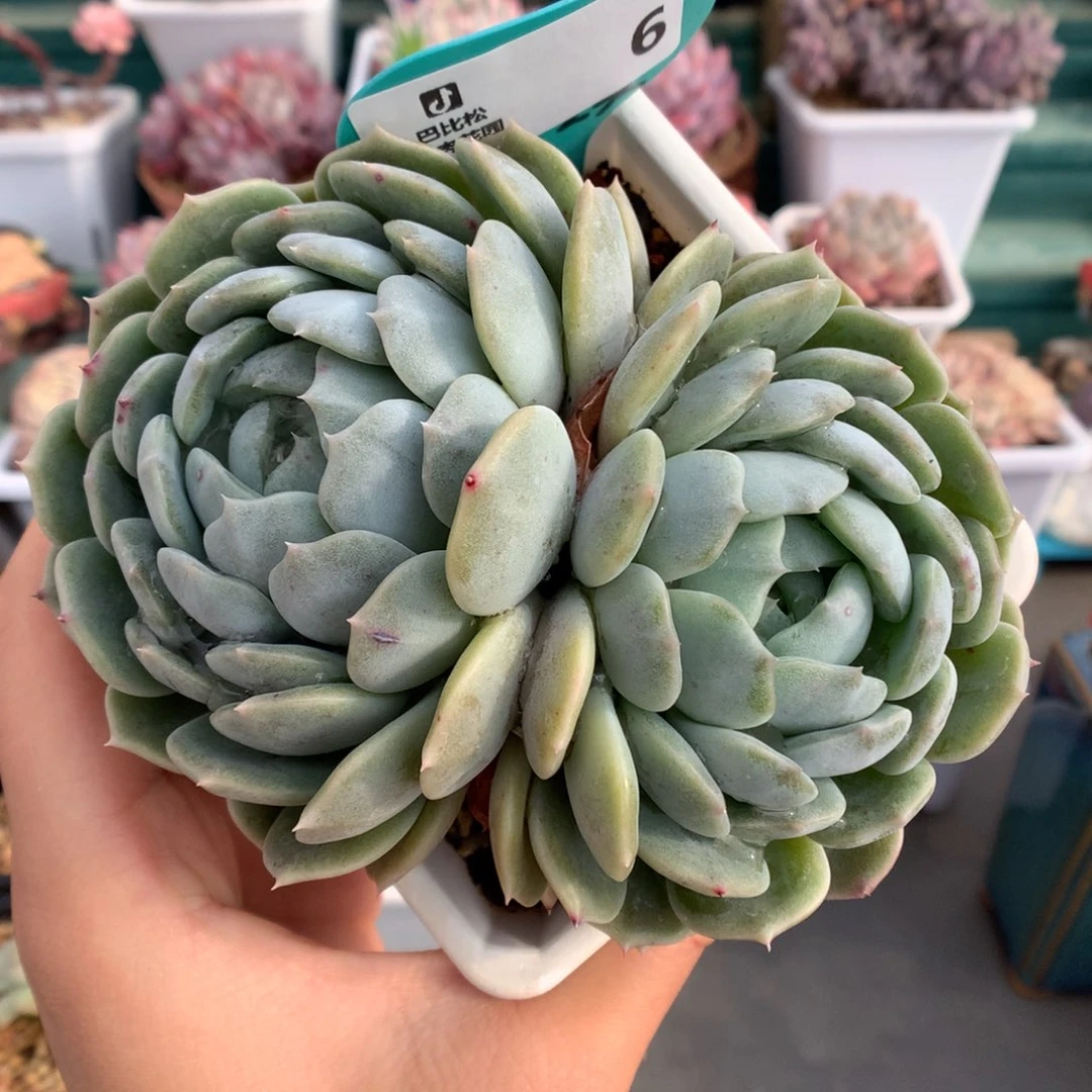 6双头母本白色恋人多肉植物