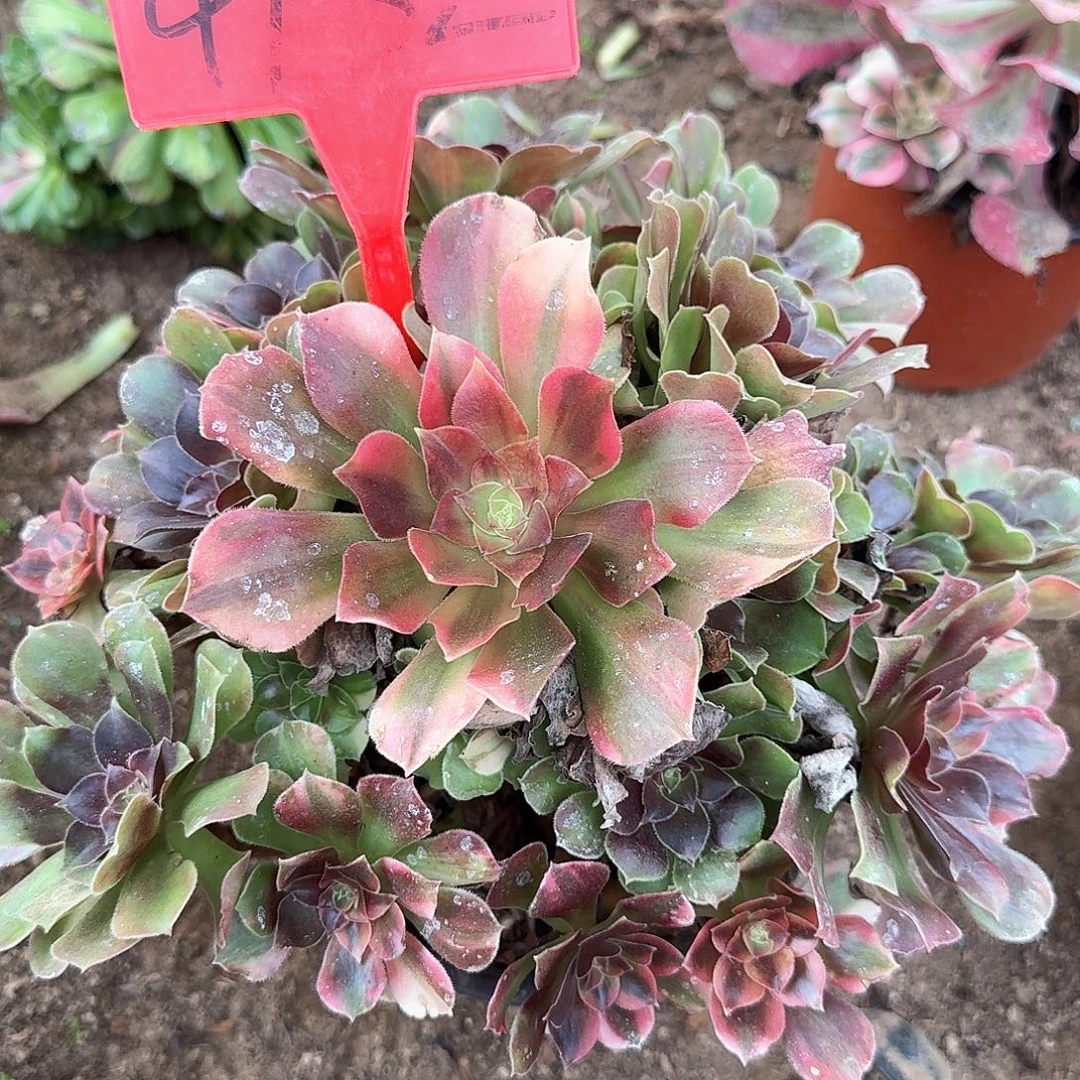 4132流星雨多肉法师