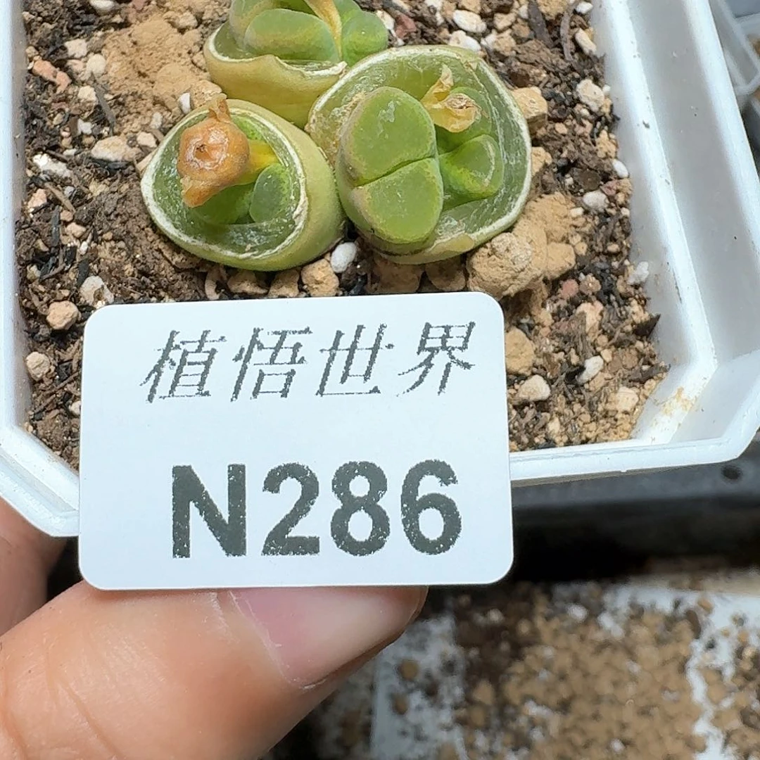 286盒多肉植物哇c g