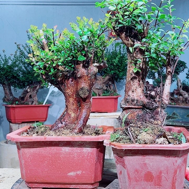 默***当前无花栽培后可以开花